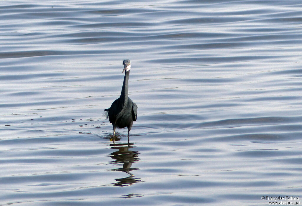 Aigrette des récifs, identification