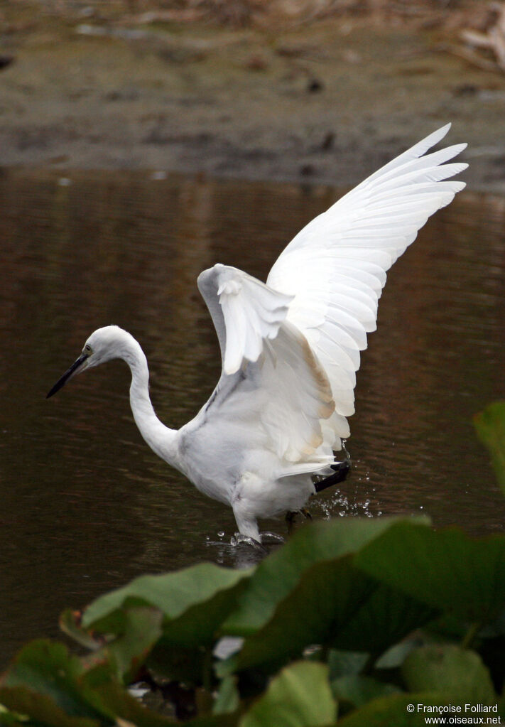 Aigrette garzette, Comportement