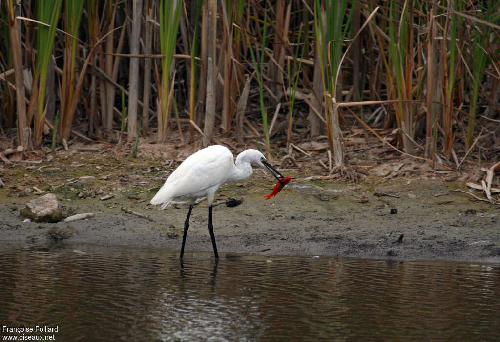 Aigrette garzetteadulte, habitat, régime, mange