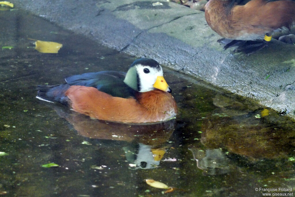 African Pygmy Goose, identification