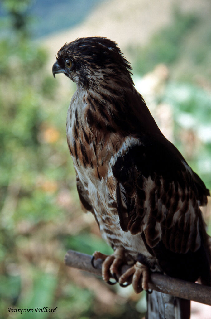 Barred Honey Buzzard, identification