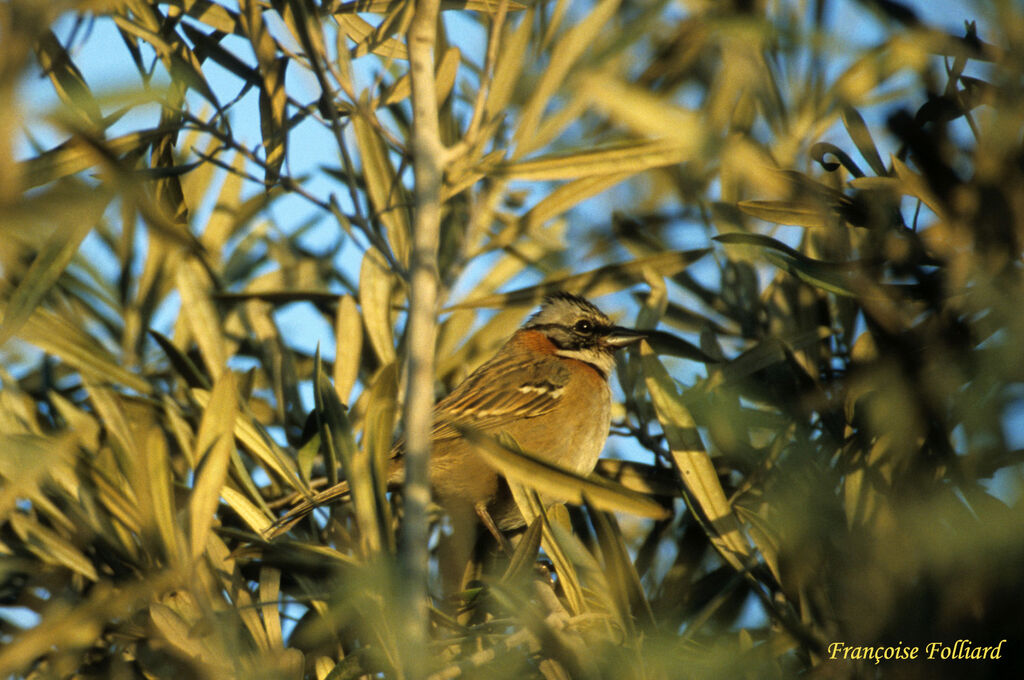 Bruant chingoloadulte, identification