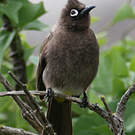 Bulbul du Cap