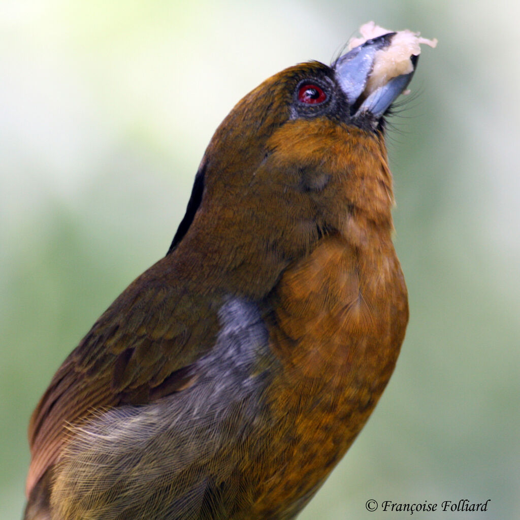 Cabézon de Frantzius, identification