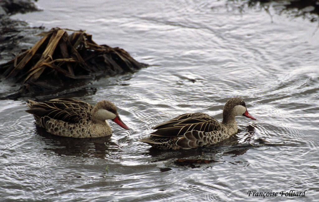 Canard à bec rougeadulte, identification