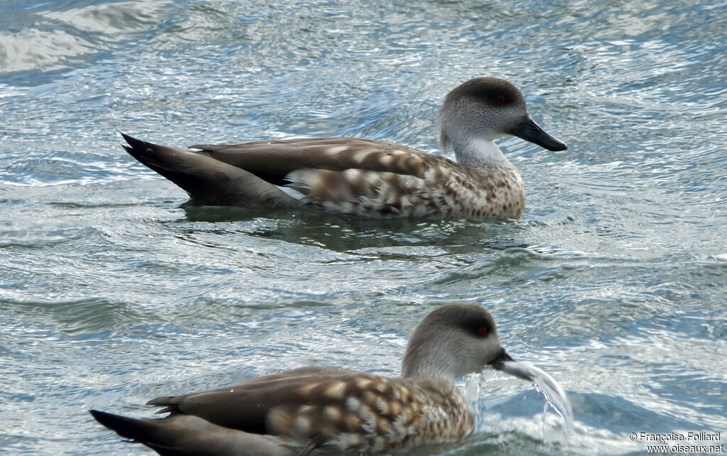 Canard huppé