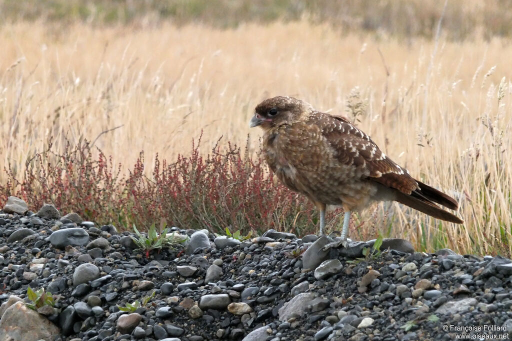 Caracara chimango