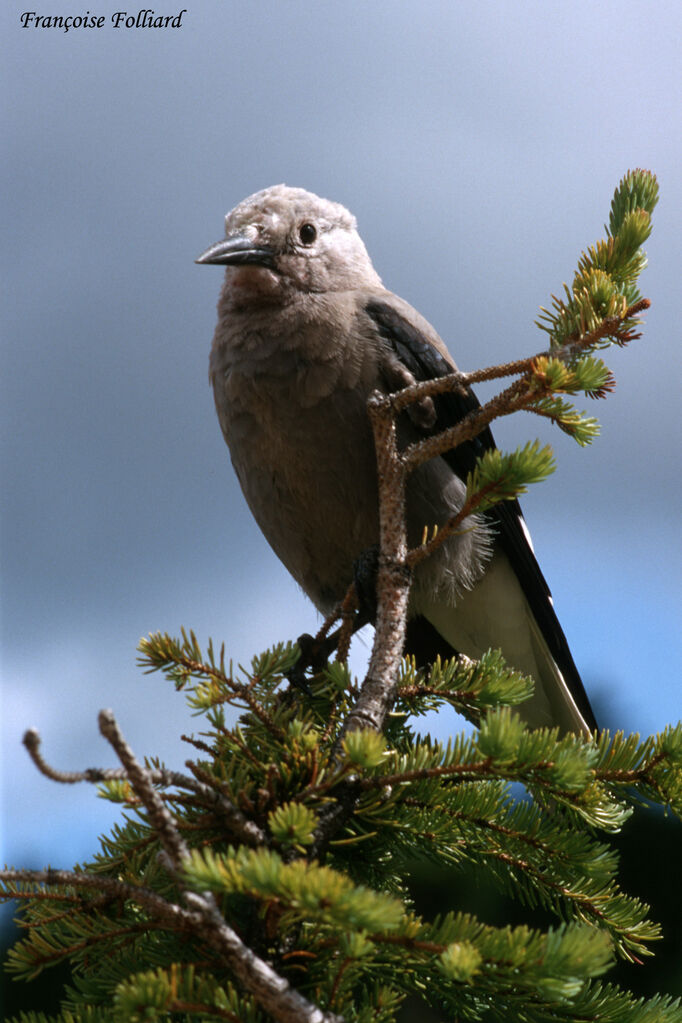 Clark's Nutcracker, identification