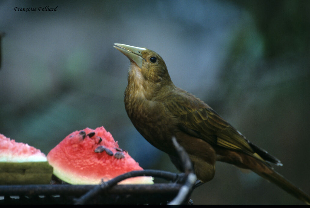 Russet-backed Oropendolaadult, identification