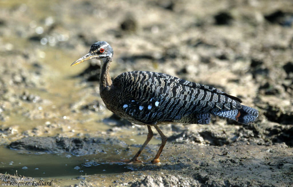 Caurale soleiladulte