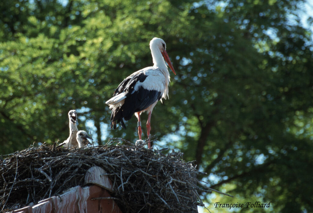White Storkadult, Reproduction-nesting