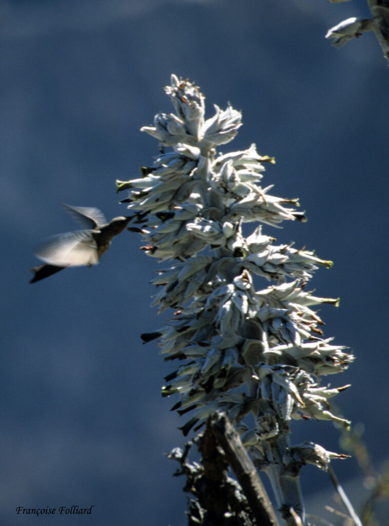 Colibri géant, Vol