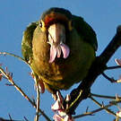 Conure à front rouge