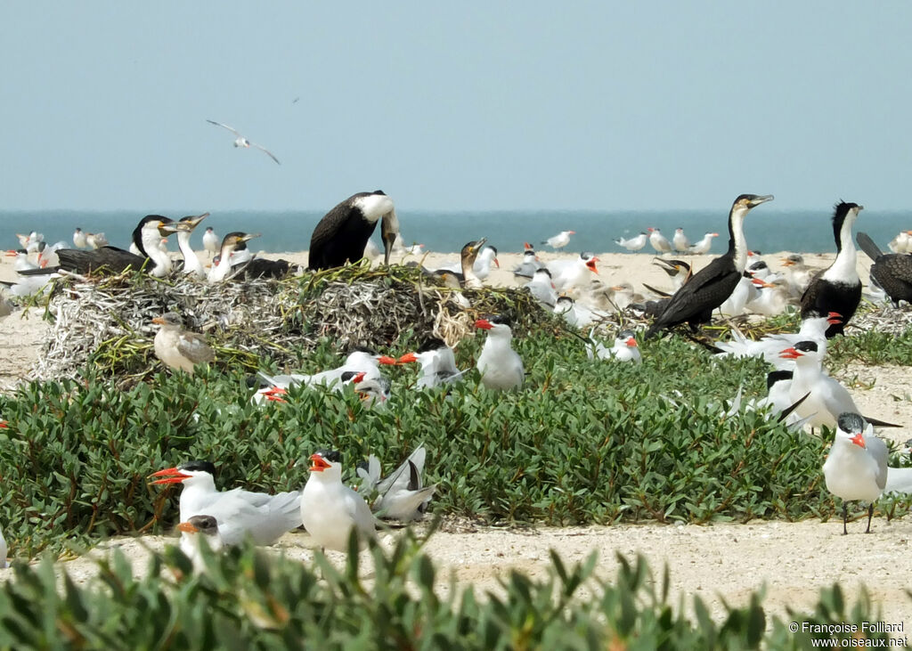 White-breasted Cormorant, Reproduction-nesting