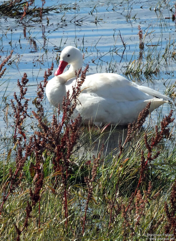 Coscoroba Swan, identification, close-up portrait