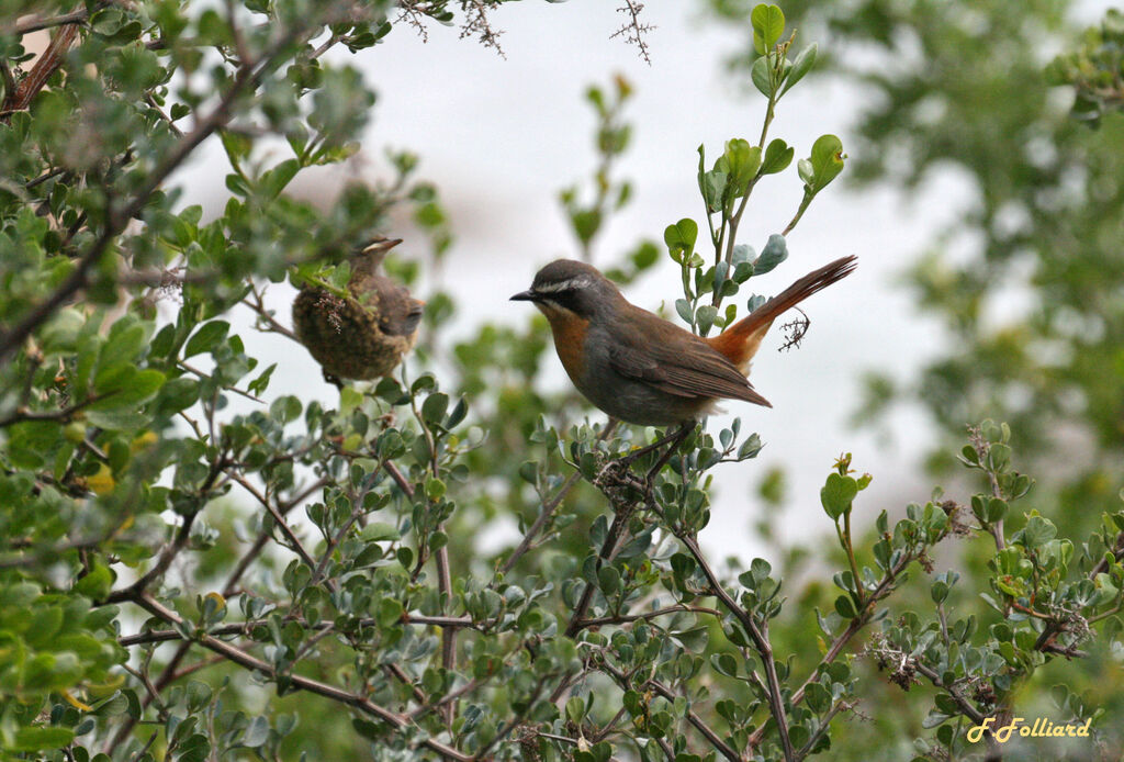 Cape Robin-Chatadult, identification