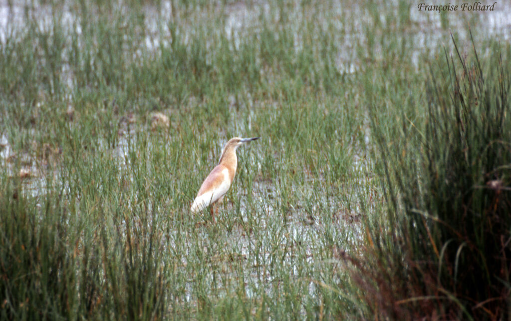 Squacco Heronadult, identification