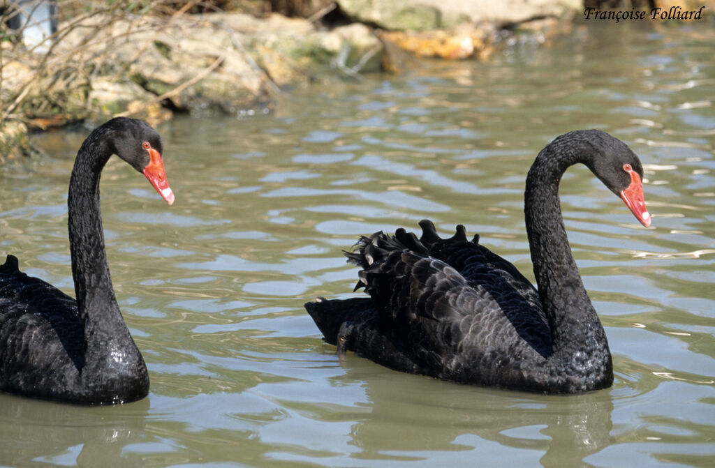Cygne noiradulte, identification