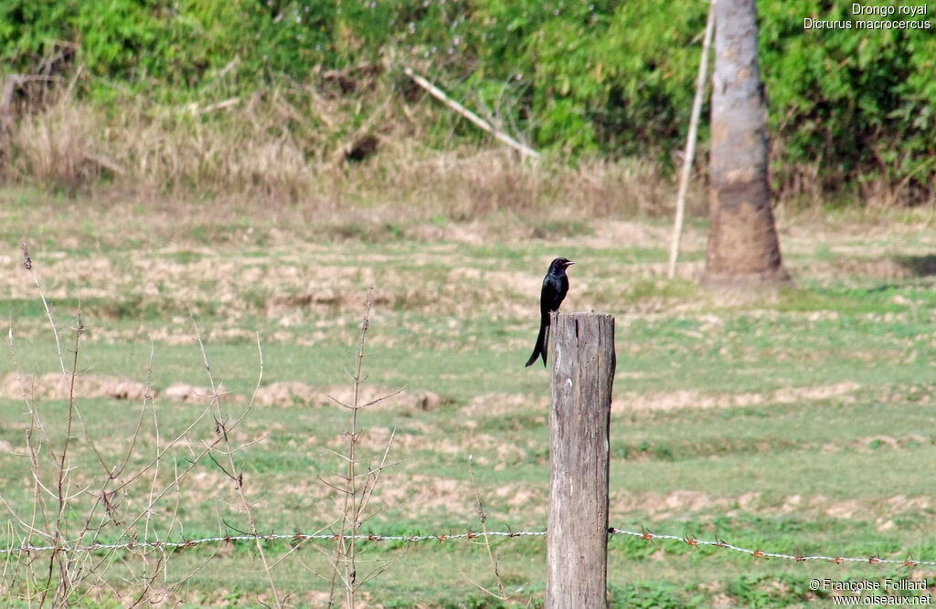 Drongo royal, identification