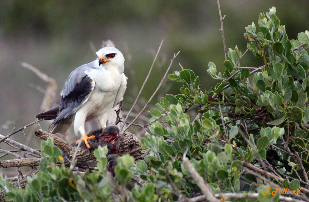 Black-winged Kiteadult, feeding habits, fishing/hunting