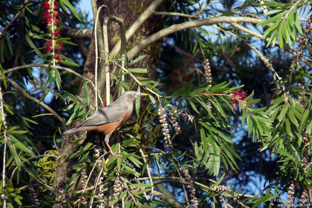 Chestnut-tailed Starling, identification, feeding habits