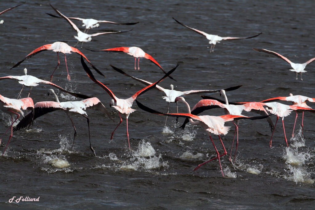 Flamant rose, Vol