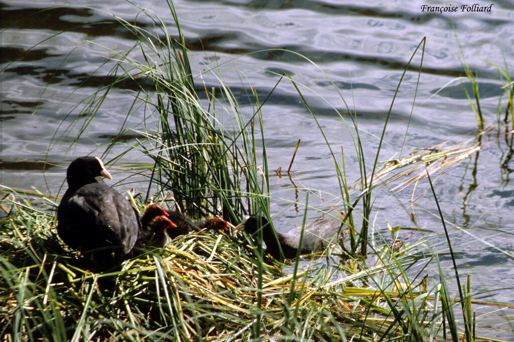Eurasian Coot , Reproduction-nesting