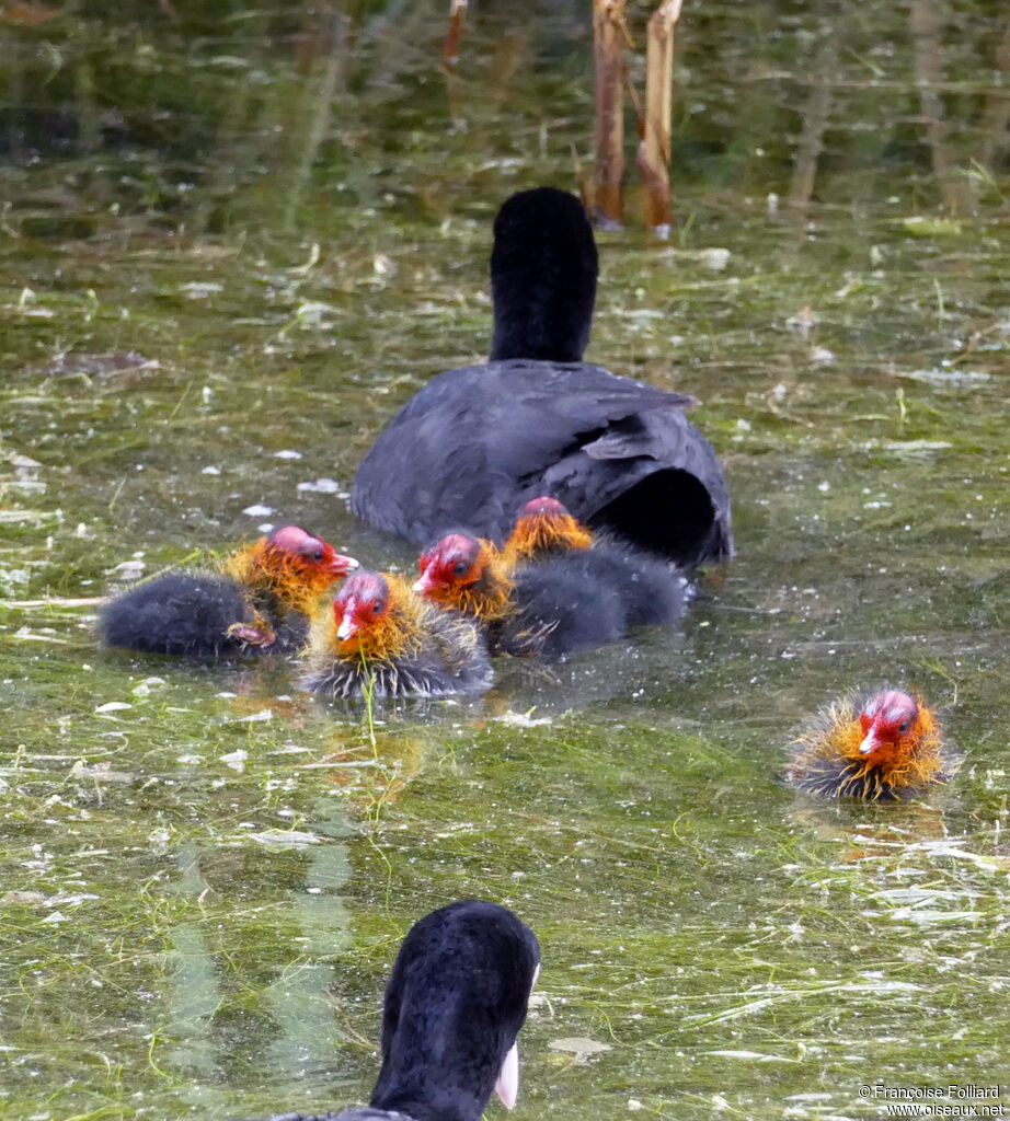 Foulque macroulePoussin
