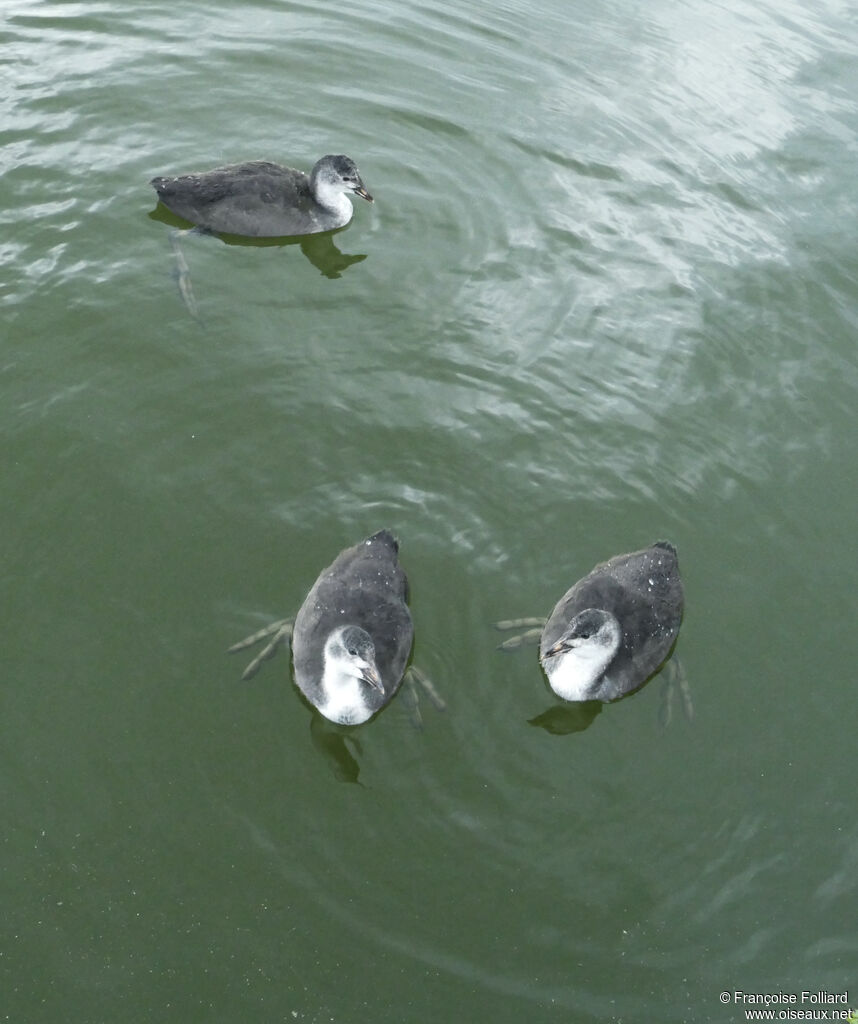 Eurasian Cootjuvenile