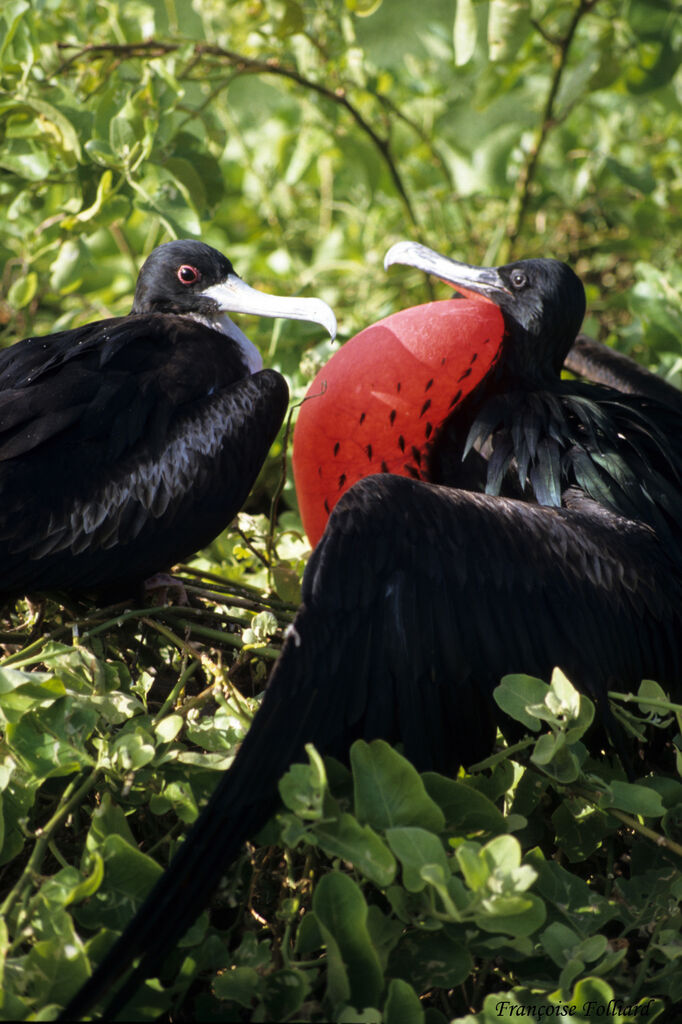 Great Frigatebird adult breeding, Behaviour