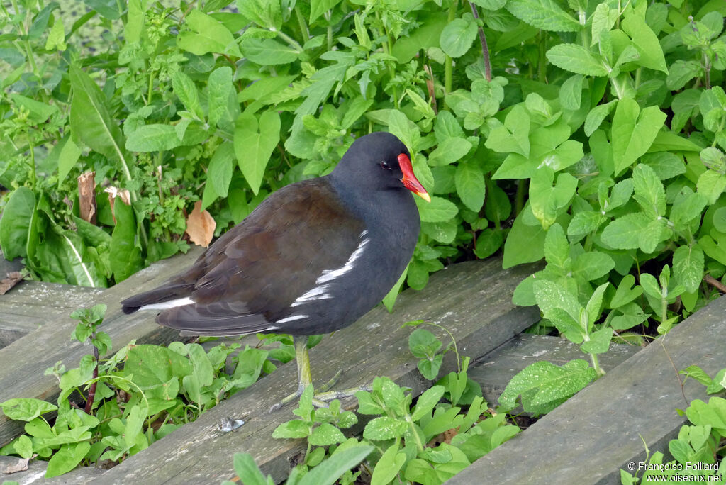 Gallinule poule-d'eauadulte