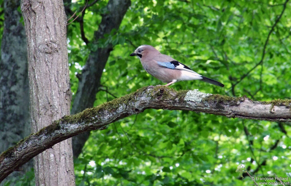 Geai des chênes, identification