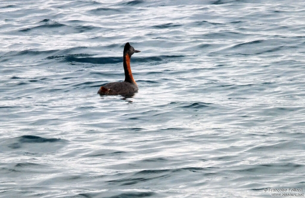 Great Grebe