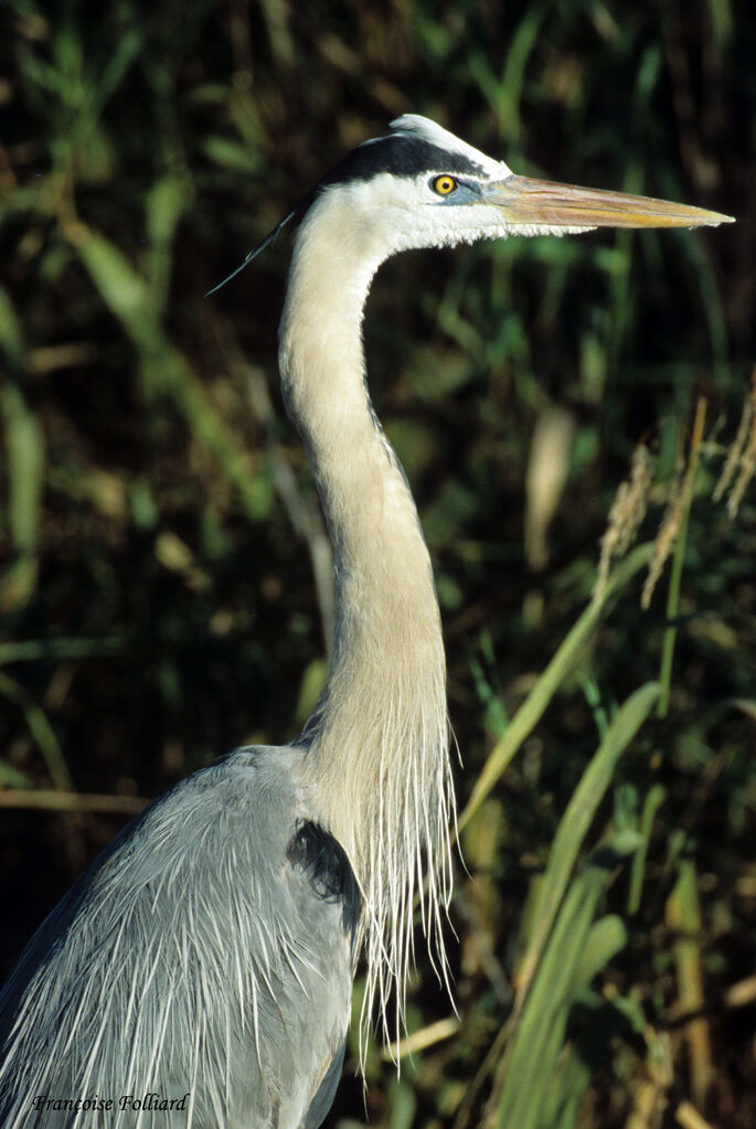 Grand Héronadulte, identification