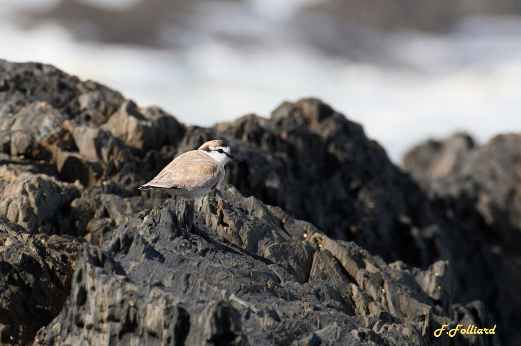 White-fronted Ploveradult, identification