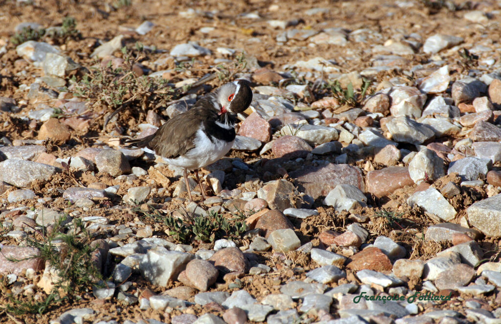 Three-banded Ploveradult, identification, Behaviour