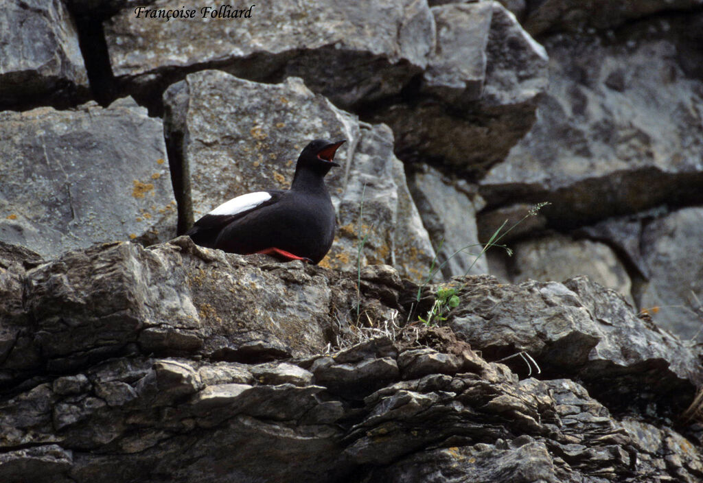 Guillemot à miroiradulte, identification, chant