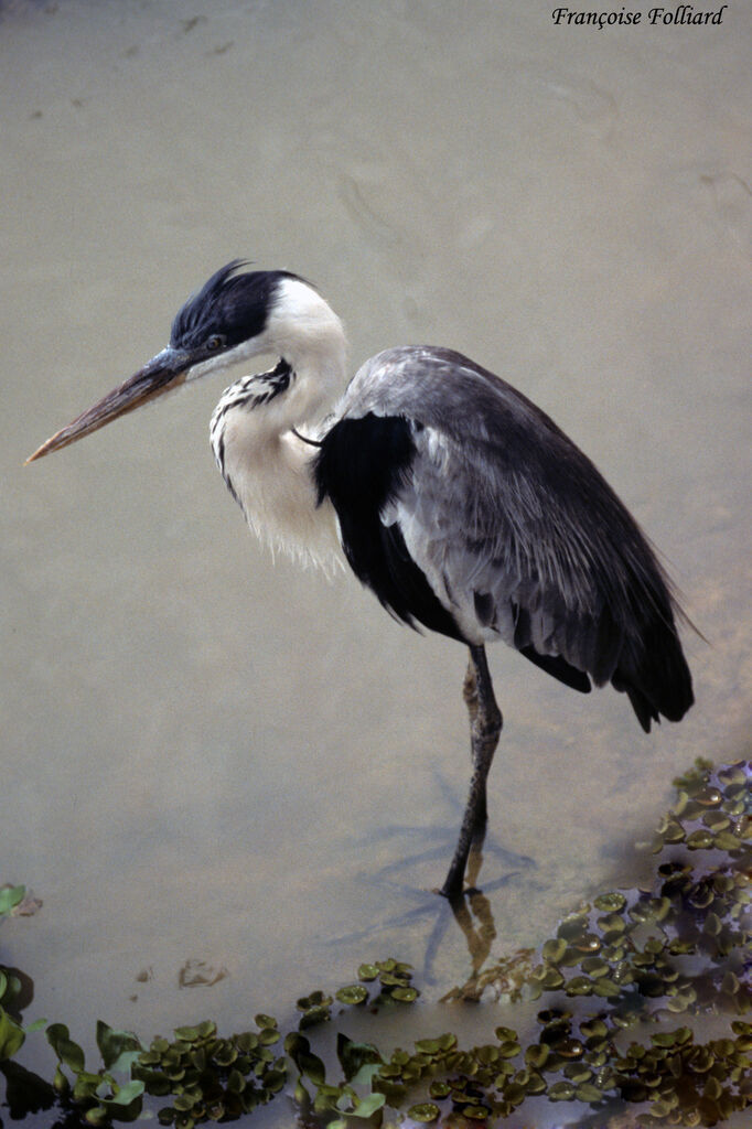 Héron cocoiadulte, identification