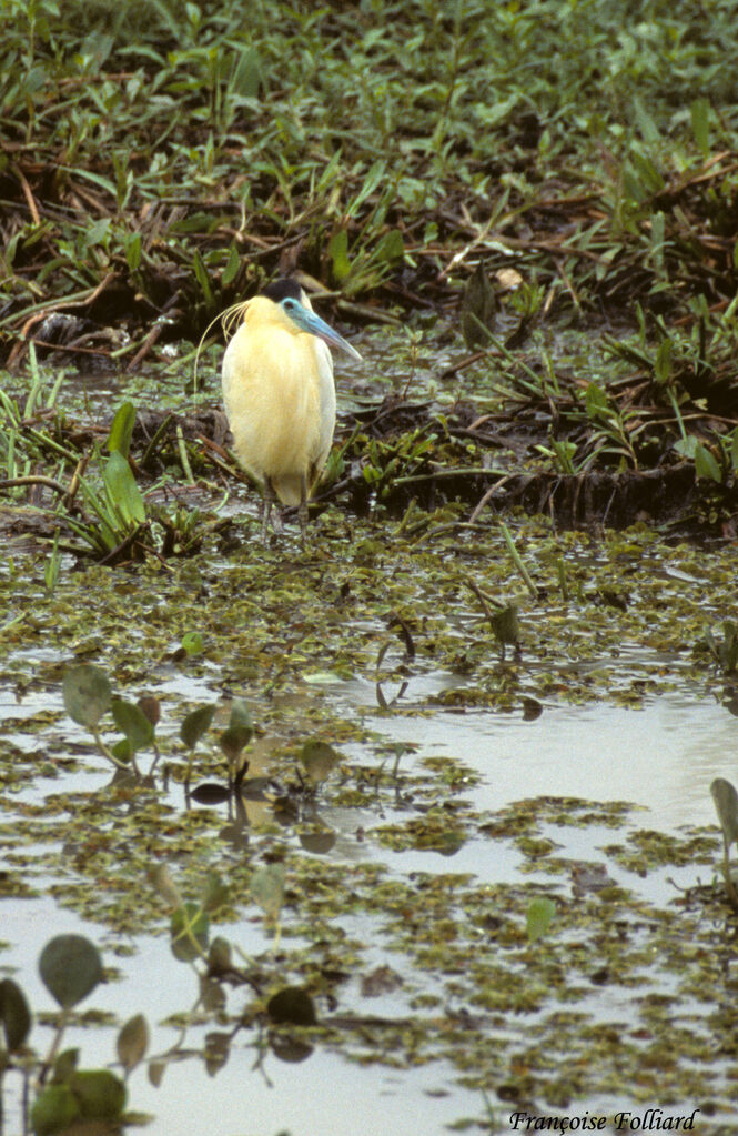 Capped Heronadult, identification