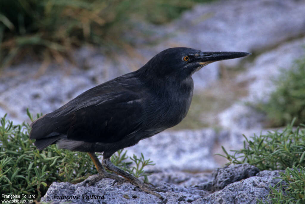 Héron des Galapagosadulte, identification