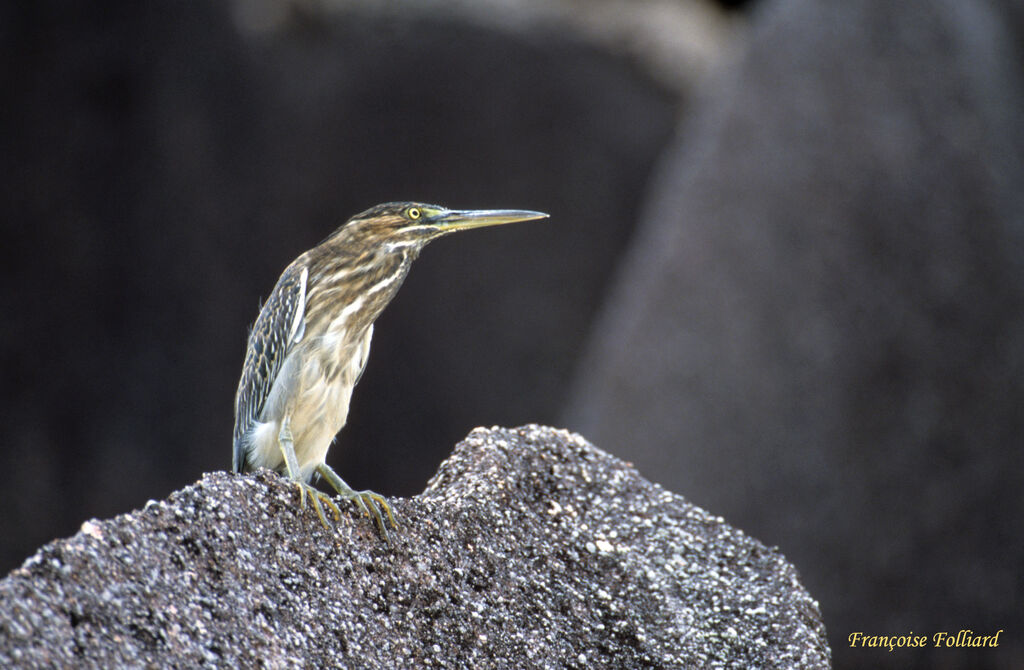 Héron striéadulte, identification