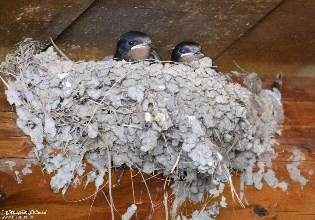 Barn Swallow, Reproduction-nesting