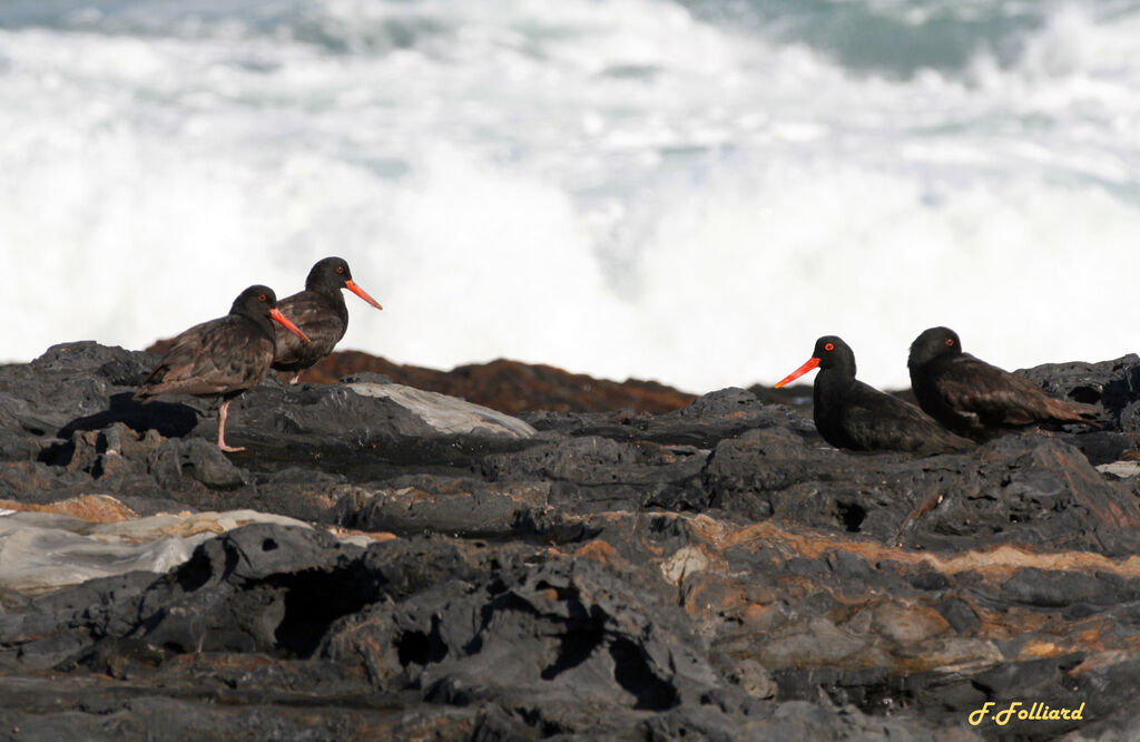 African Oystercatcheradult