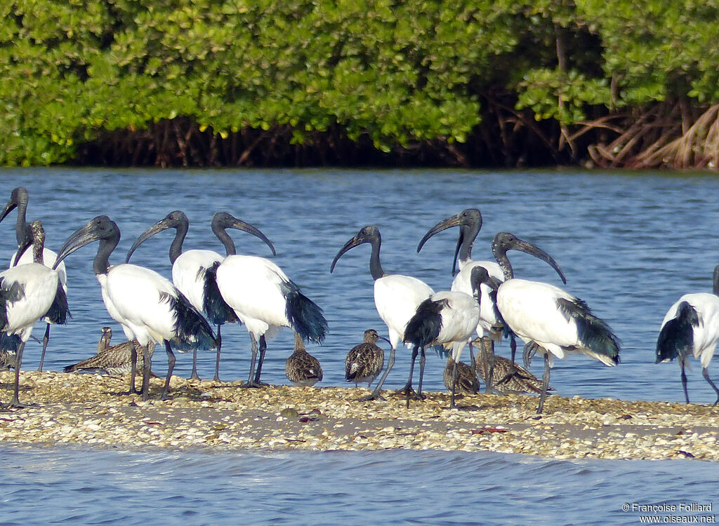 Ibis sacré