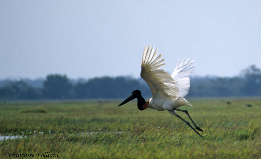 Jabiru d'Amériqueadulte, Vol