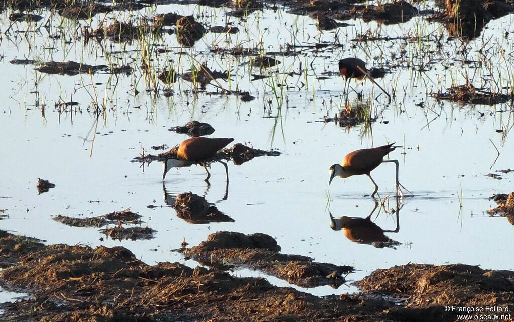 Jacana à poitrine dorée, identification, mange