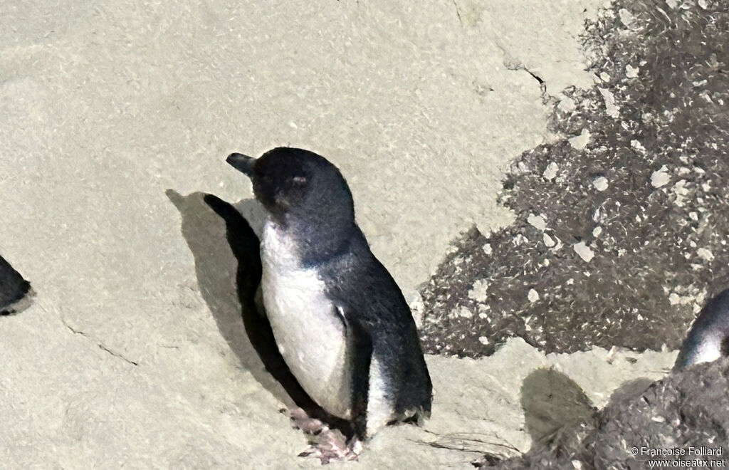 Manchot pygmée