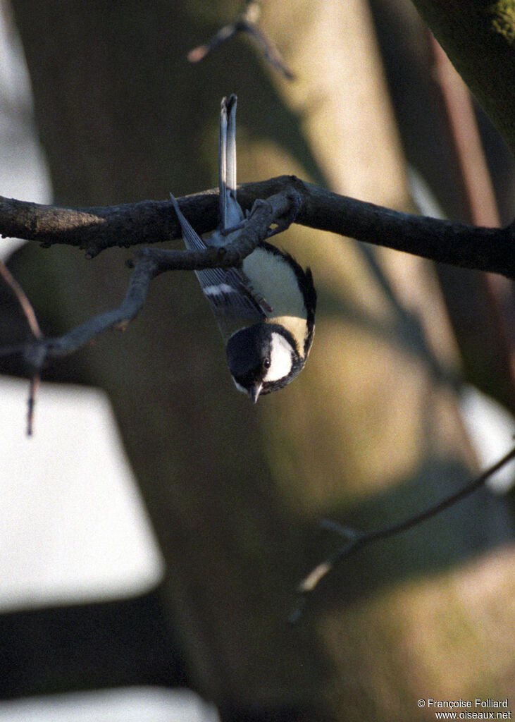 Mésange charbonnière, identification