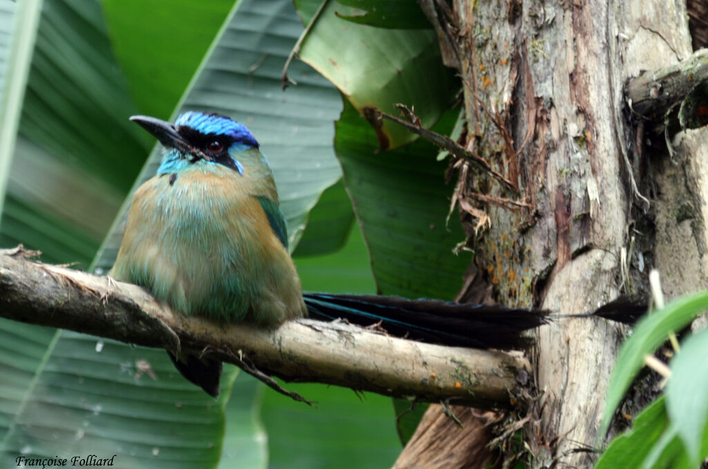 Motmot houtoucadulte, identification