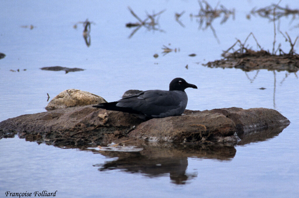 Mouette obscureadulte, identification